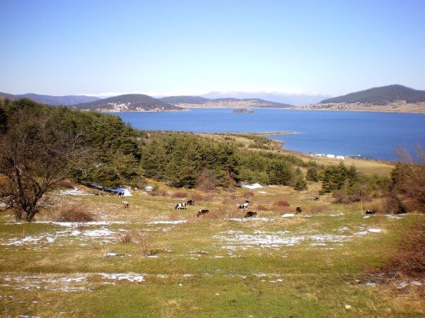 View of cattles and lake on a farm land for sale in Bulgaria.
