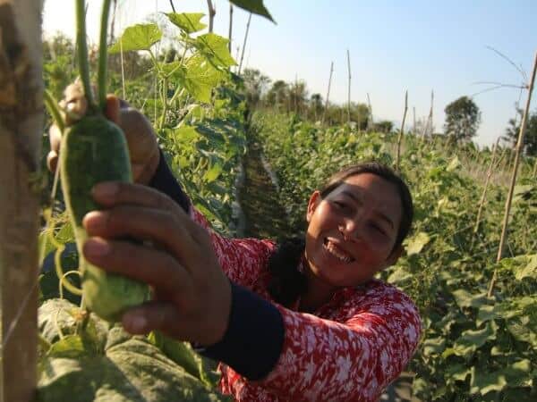 A woman pick a vegetable from her agricultural land in Bulgaria.
