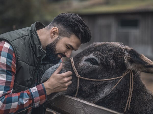 A Bulgarian farmer caring for his donkey.