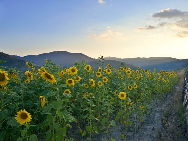 View of a field of sunflowers in Bulgaria at sunrise.