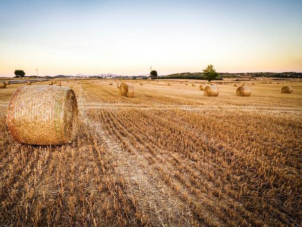 Земеделска земя късно лятно време