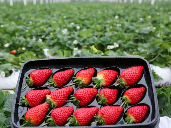 Strawberries harvested from a land for rent in Bulgaria.