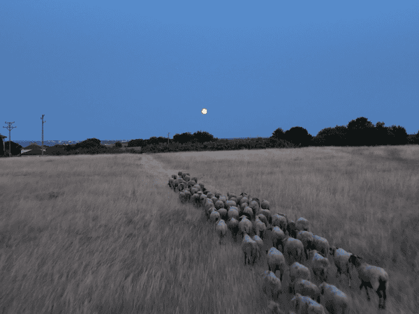 A flock of sheep by sunset on a Bulgarian plot of land for rent.