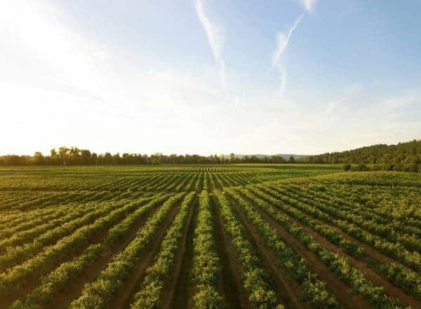 Sunny agricultural plot of lands with plantations in Sofia.