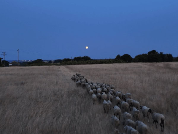 Романтична вечер с овце (или бивши гаджета) на парцел под наем България