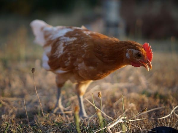 Свободна кокошка се разхожда на парцел под наем в село в България