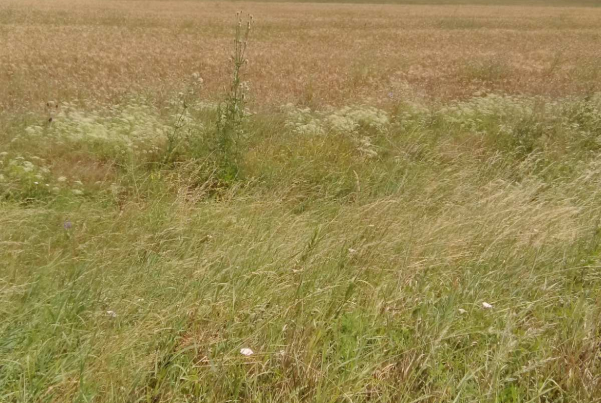 Land plot in Ковачевци, Pernik - Image 5