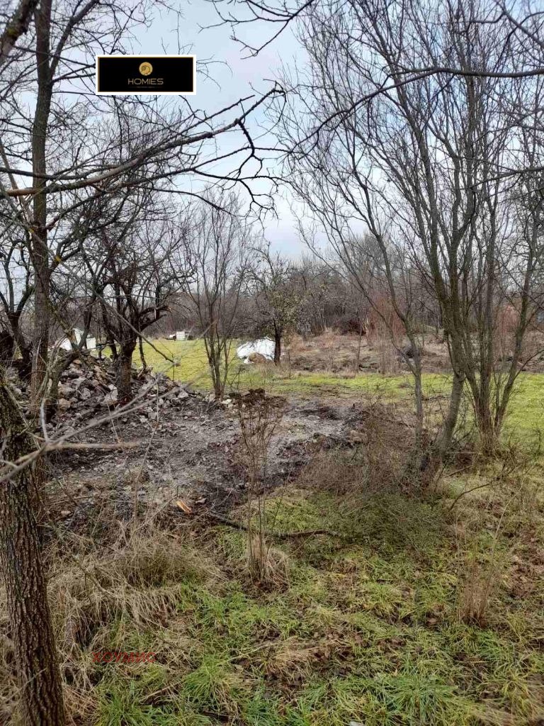 Rural land with bare trees and green grass field