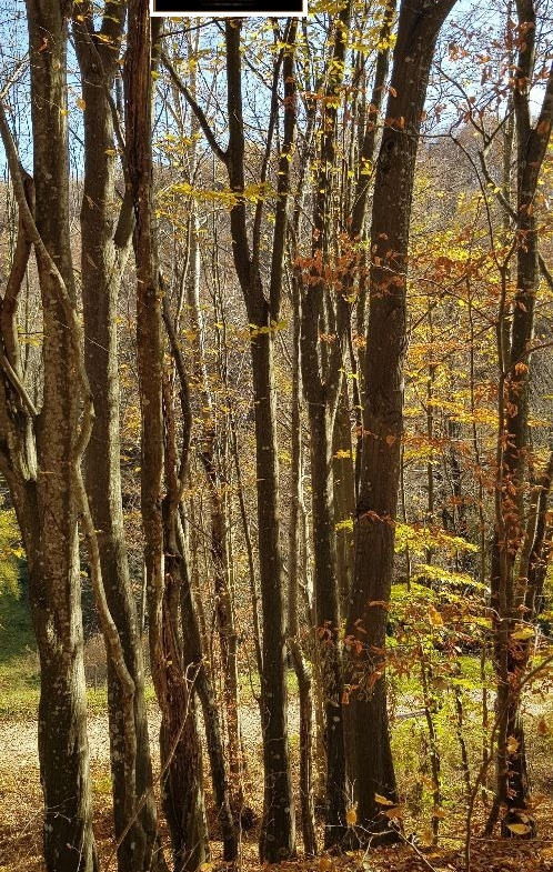 Land plot in Априлци, Lovech - Image 14