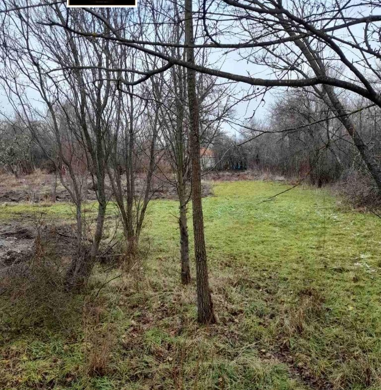 Лесна площ с редови дървета и природна растителност