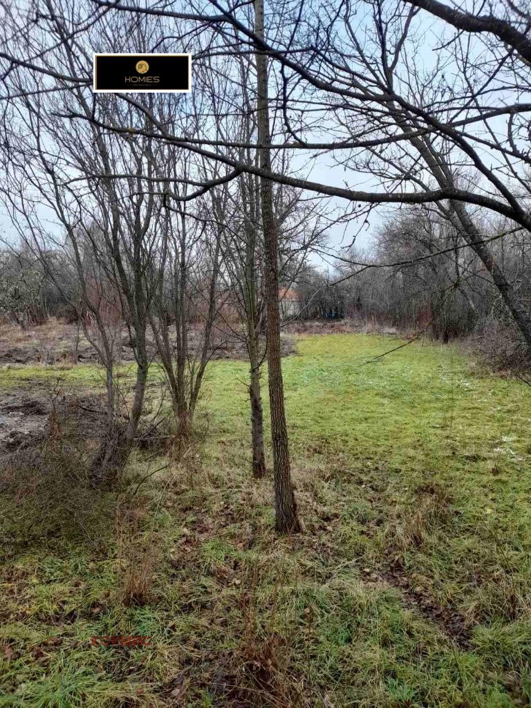 Лесна площ с редови дървета и природна растителност