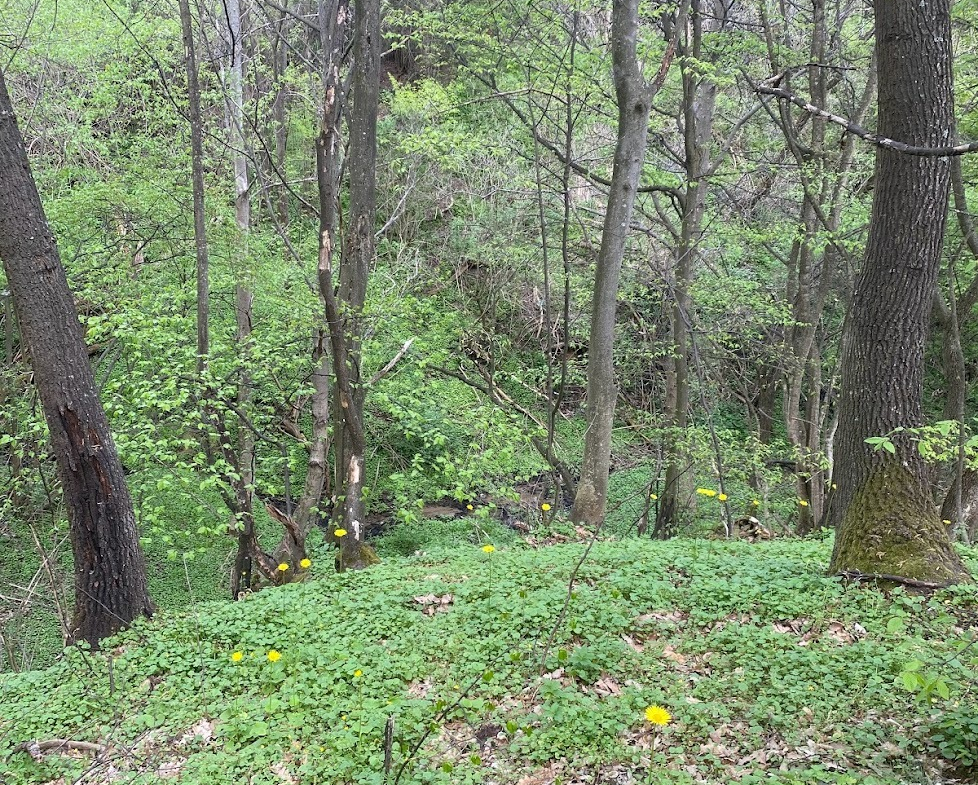 Гъста гора с жълти цветя на земята