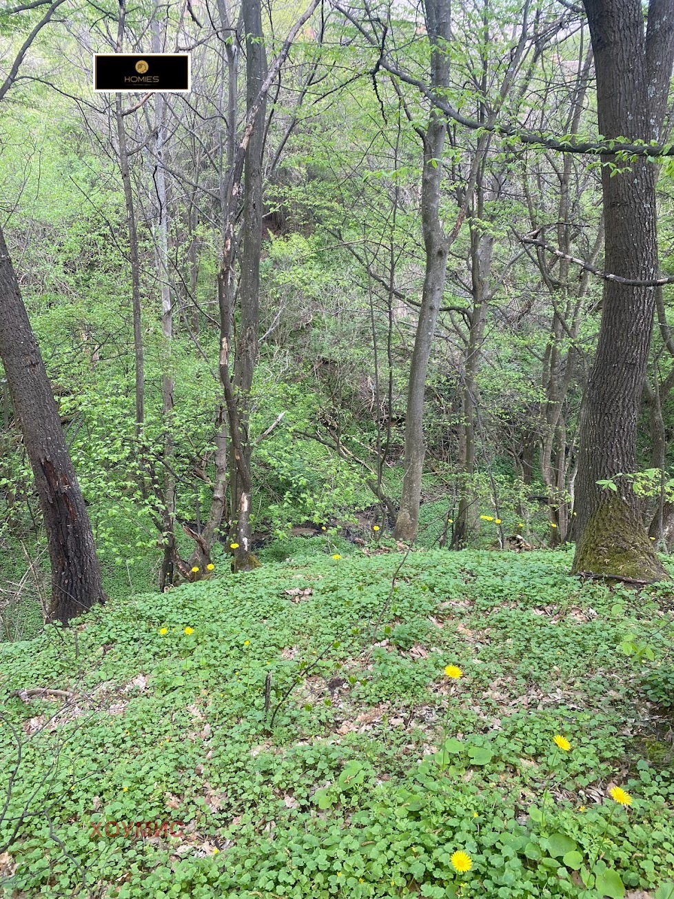 Гъста гора с жълти цветя на земята