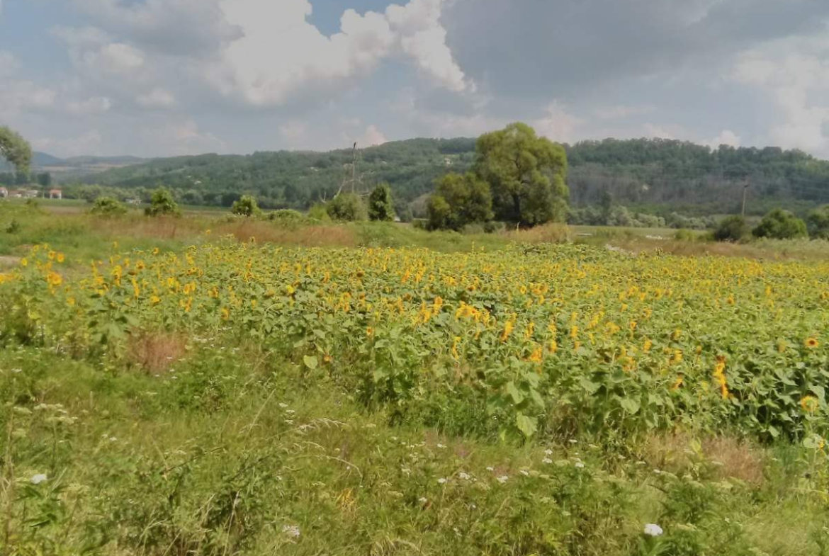 Слънчево поле със слънчогледи и планински пейзаж