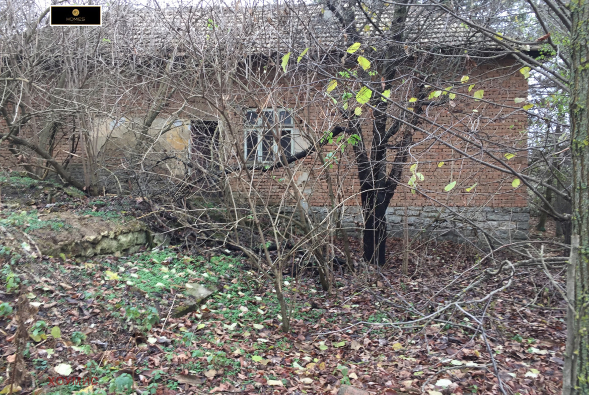 Brick house surrounded by bare branches and overgrown vegetation