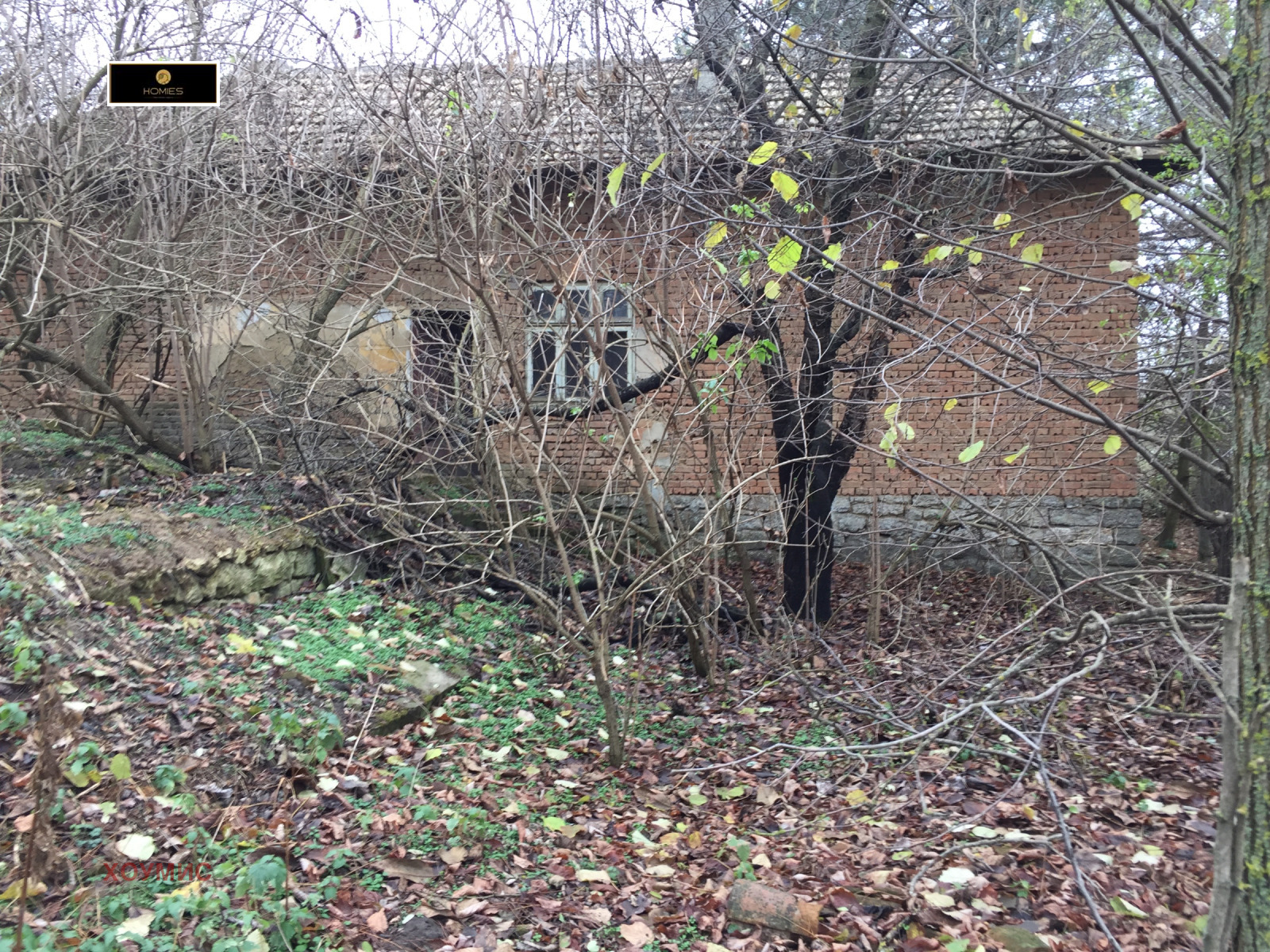 Brick house surrounded by bare branches and overgrown vegetation