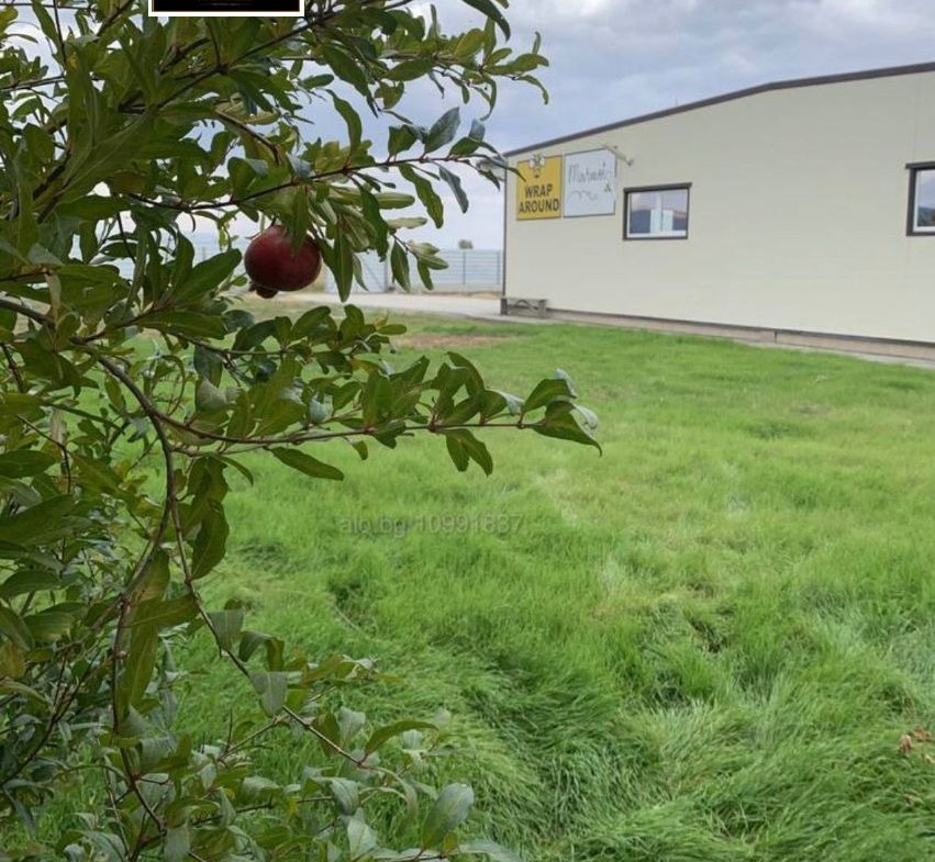 Pomegranate tree with ripe fruit overlooking industrial property