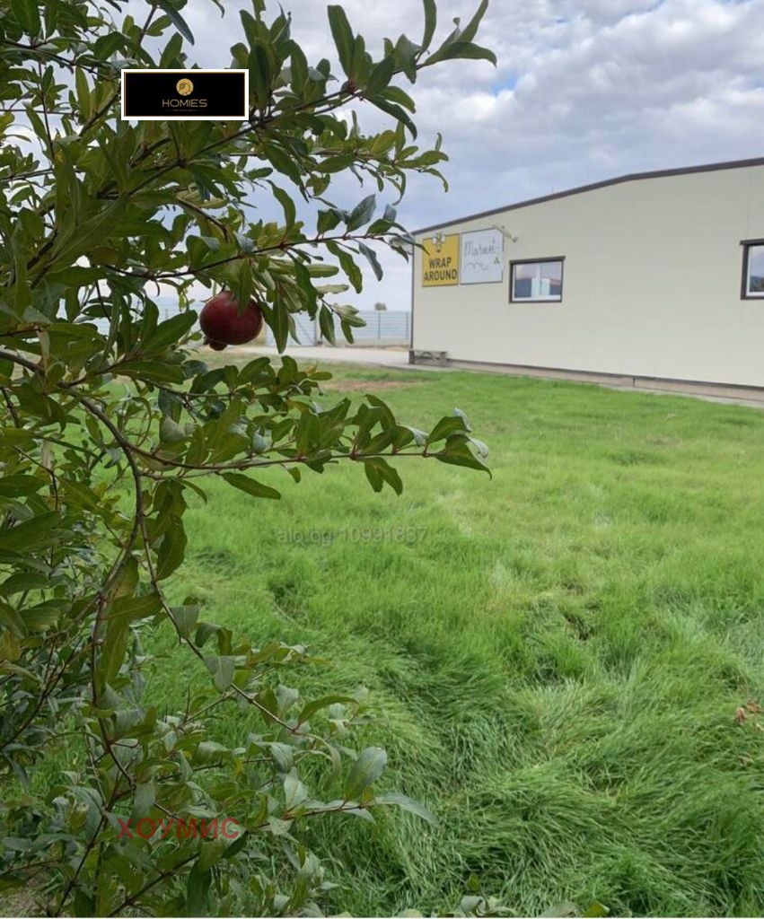 Pomegranate tree with ripe fruit overlooking industrial property