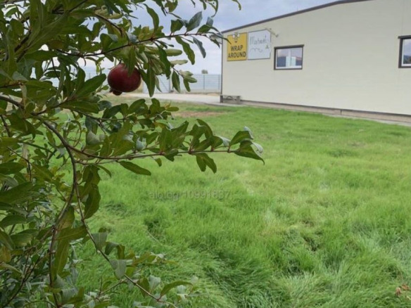 Медна pomegranate tree with ripe fruit on green field